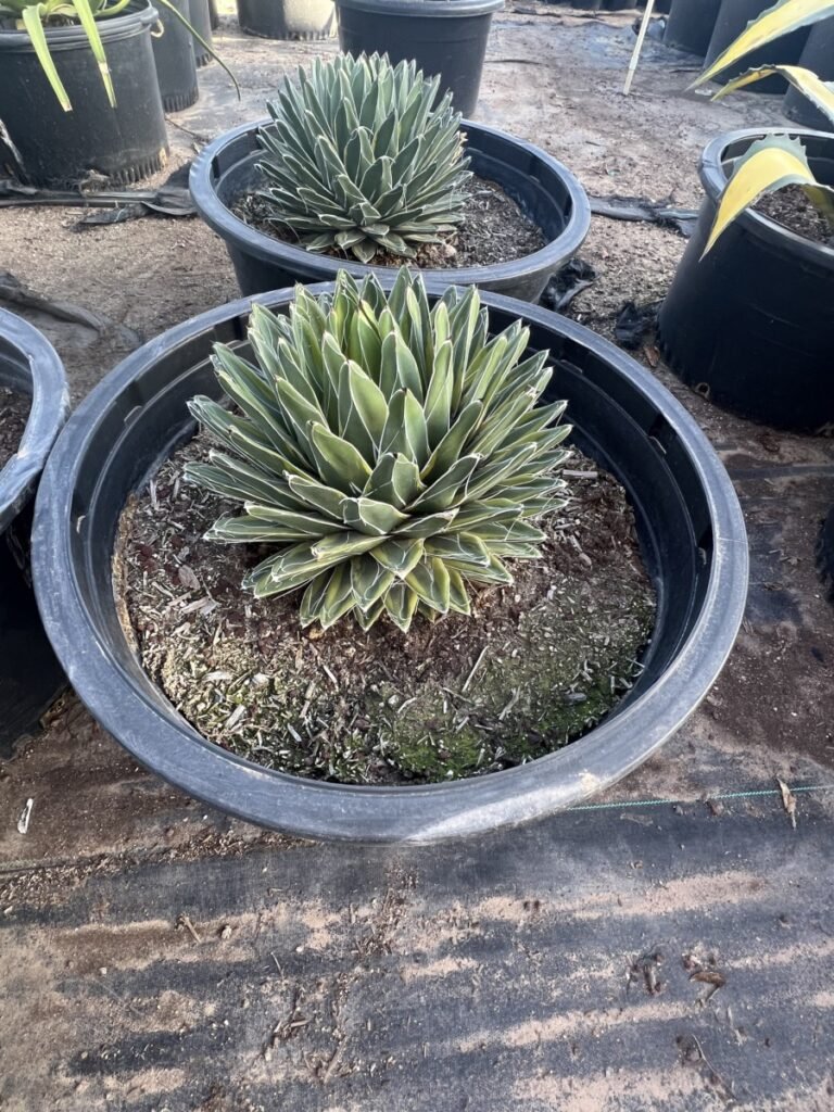 25G Agave Victoriae Regin Varg