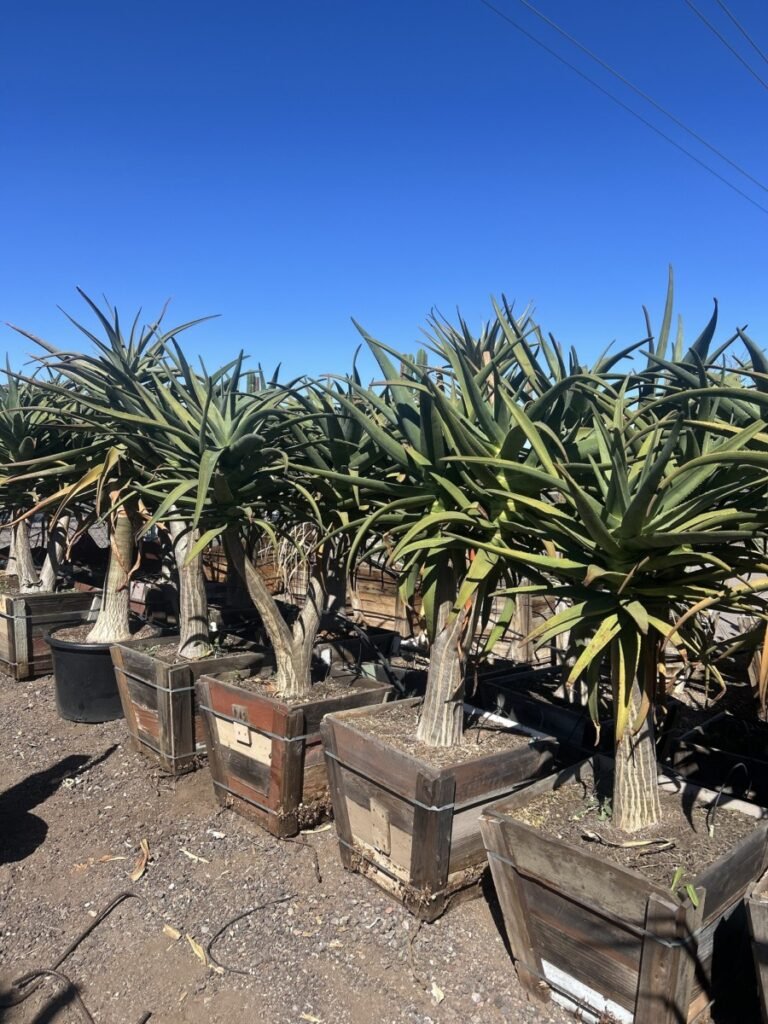25G Aloe Hercules Multi Head Prm