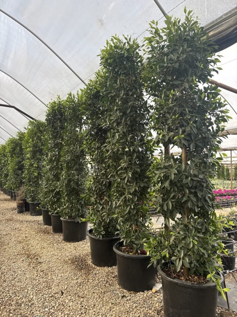 25G Ficus Prm
