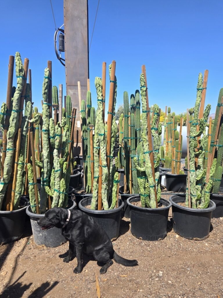 25G Skinny Totem Pole Sale