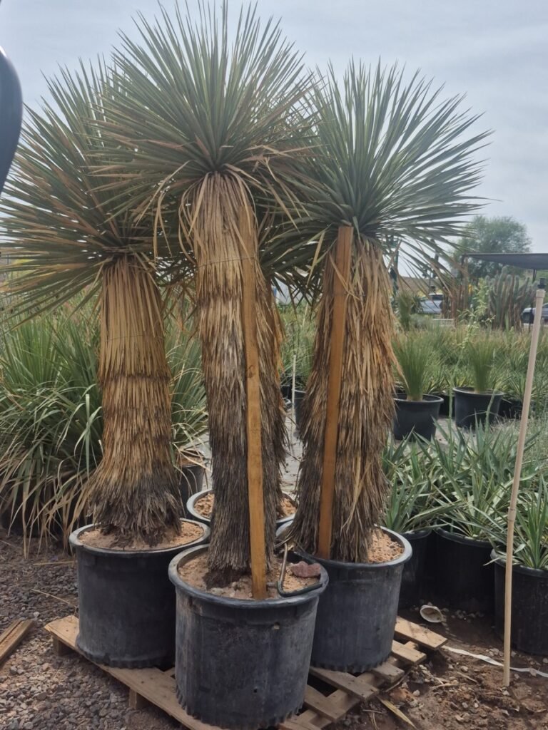 25G Yucca Rostrata 6 H