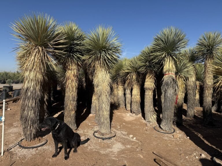 25G Yucca Rostrata 9