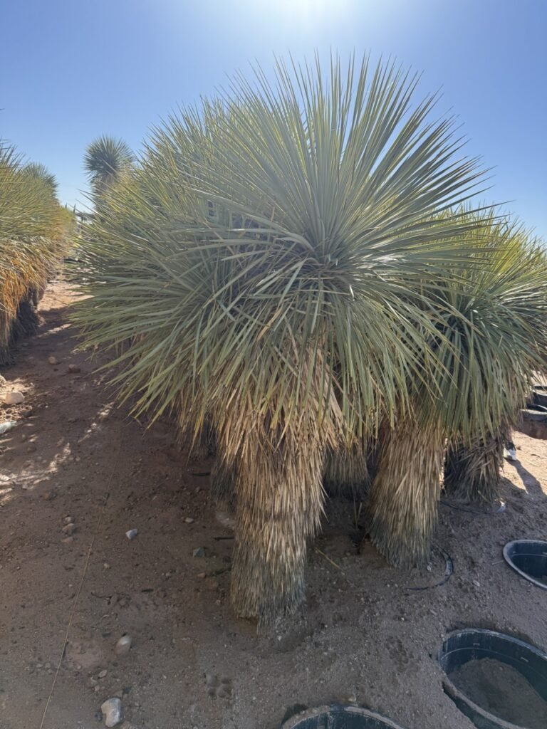 25G Yucca Rostrata Multi Head