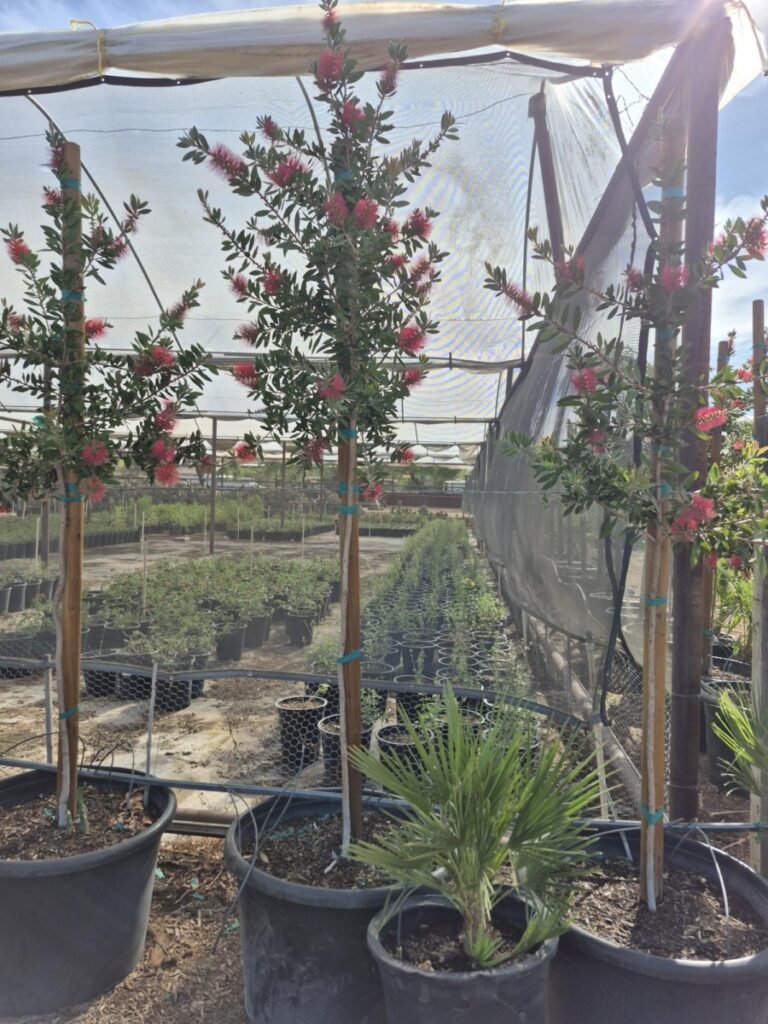 25Gal. Callistemon Bottle Brush 2