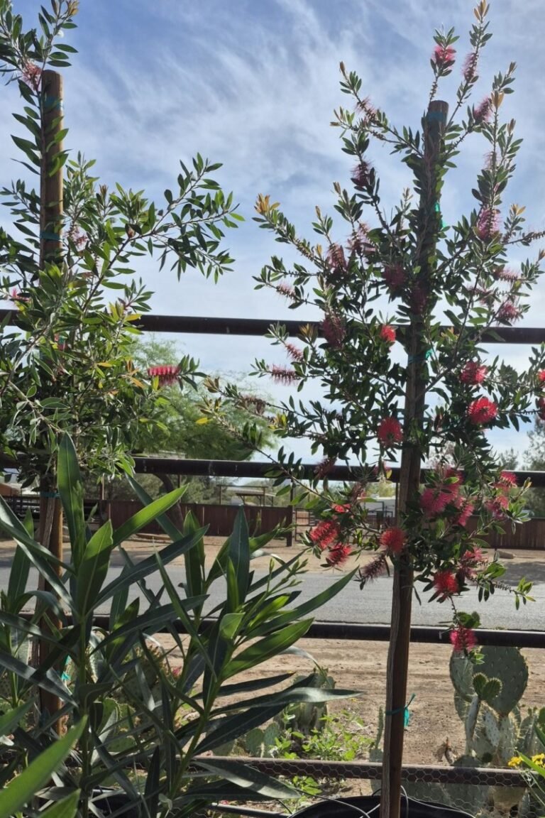 25Gal. Callistemon Bottle Brush