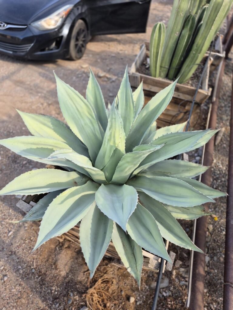 30 Box Agave Ovatifolia Whales Tongue