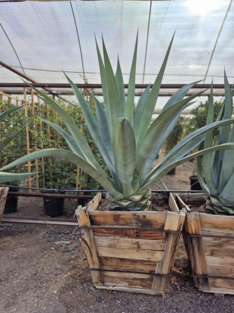 30 Box Agave Weberi Big Boy