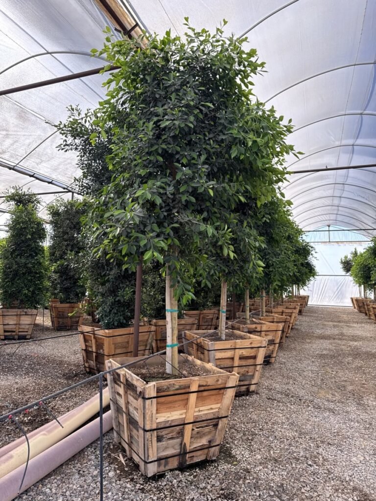 36In Ficus Tree
