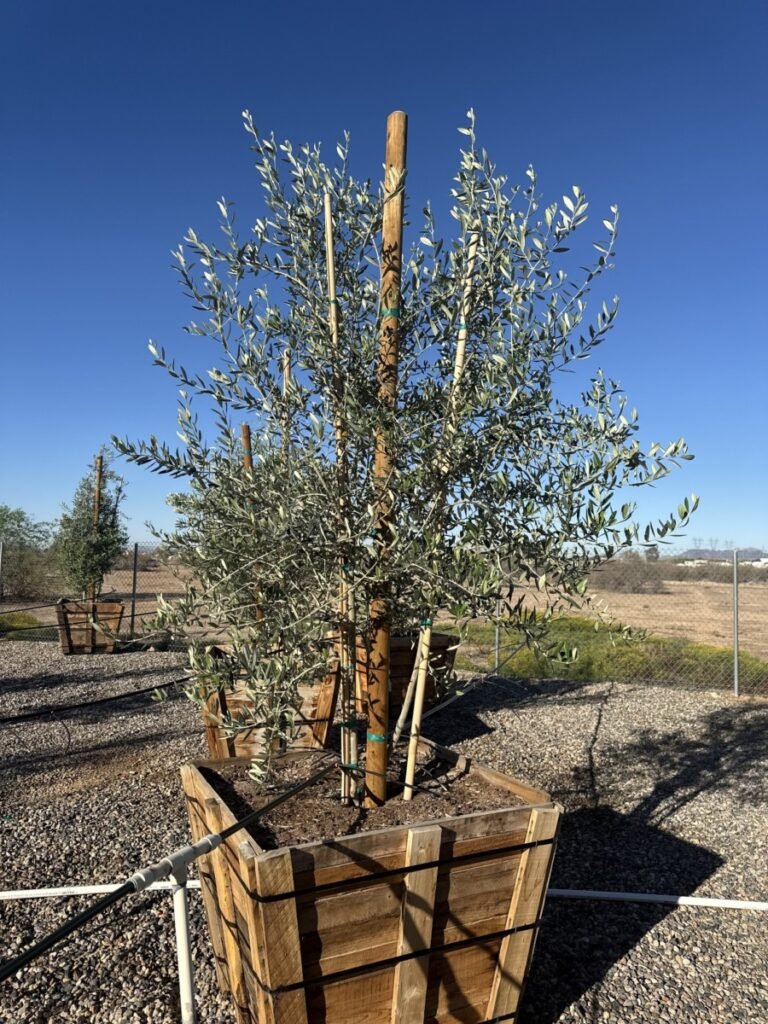 36In Fruitless Olive 2