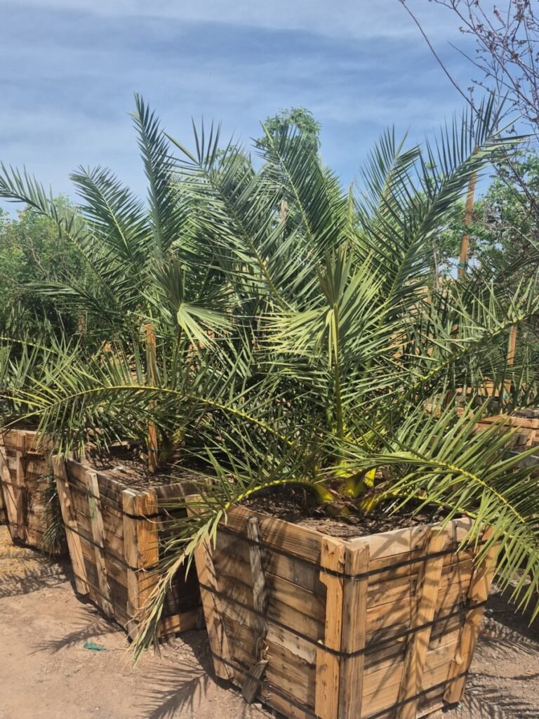 36In Pineapple Palm