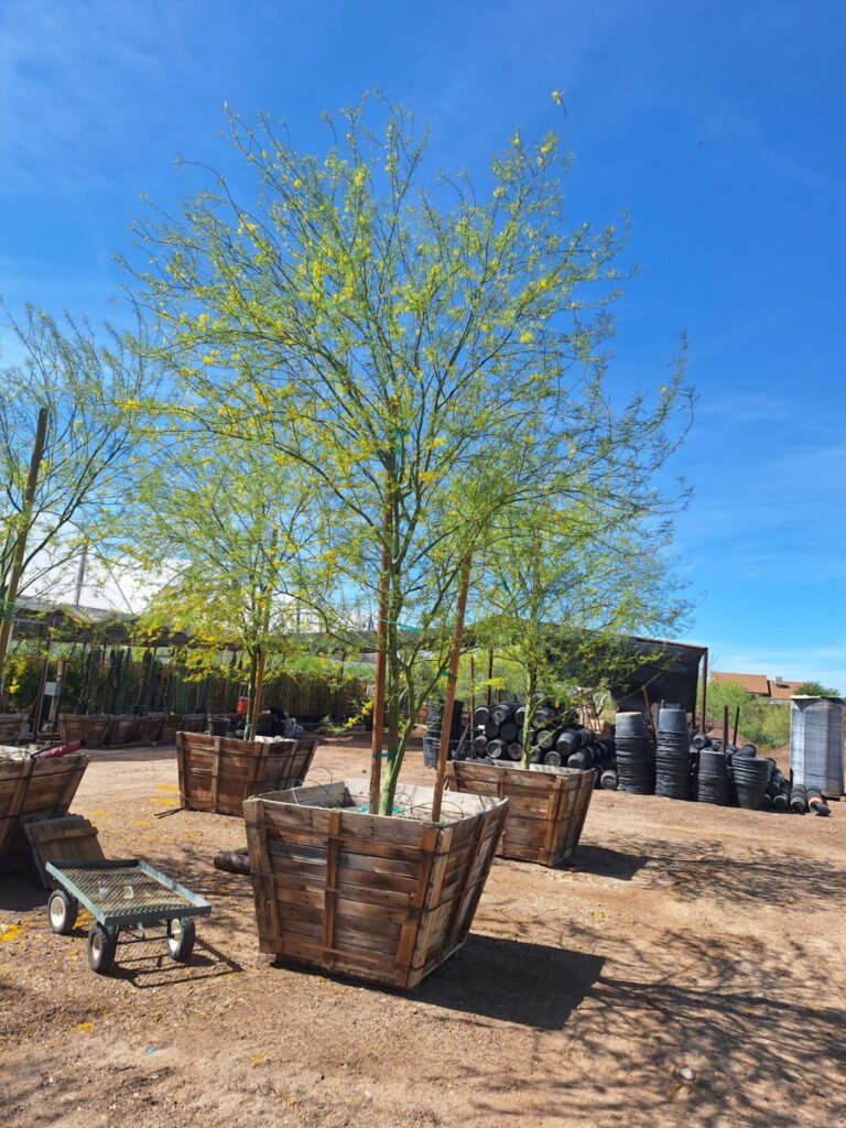 48In Hybrid Palo Verde 2