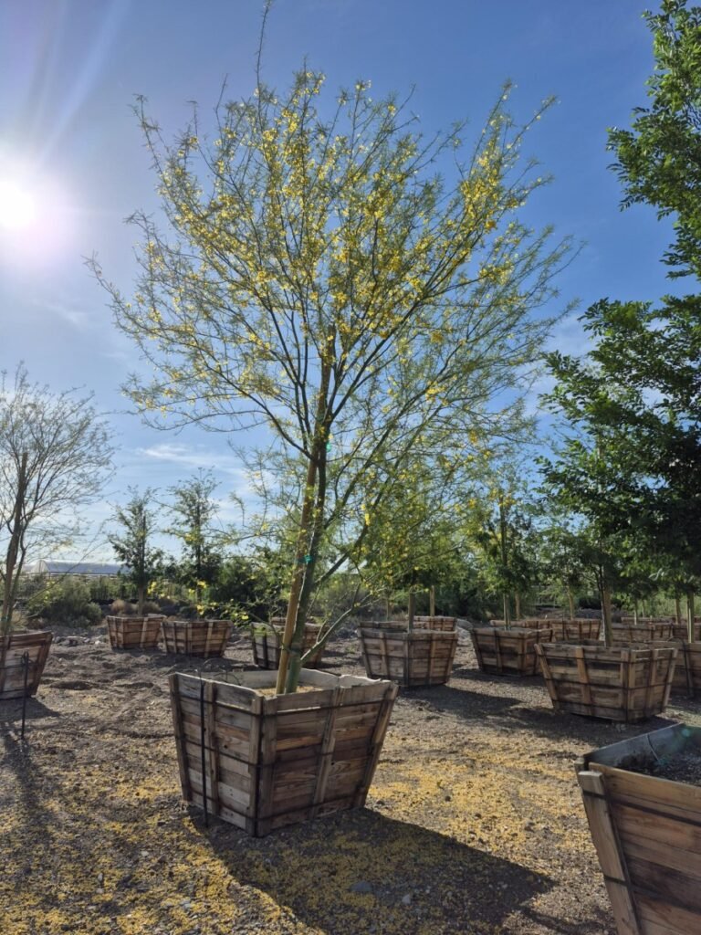 48In Hybrid Palo Verde