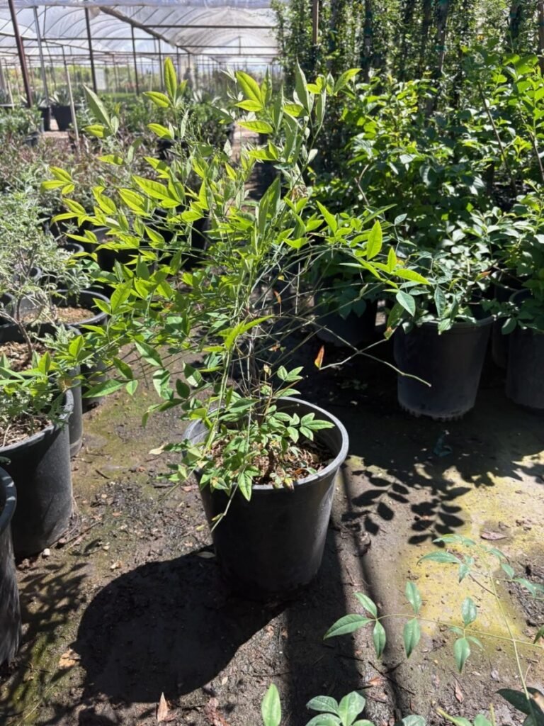 5G Nandina Domestica