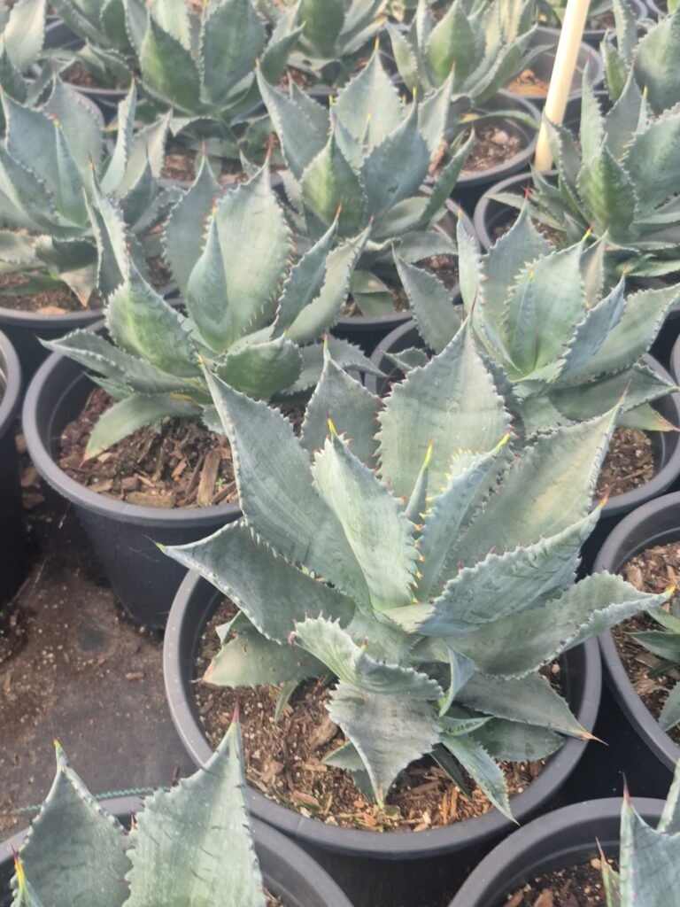 5G Agave Colorata X Celsii Nova