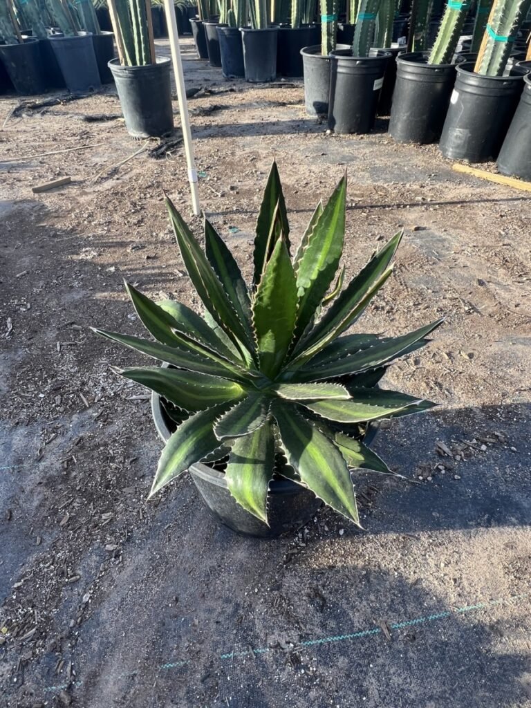 5G Agave Lophantha Splendida