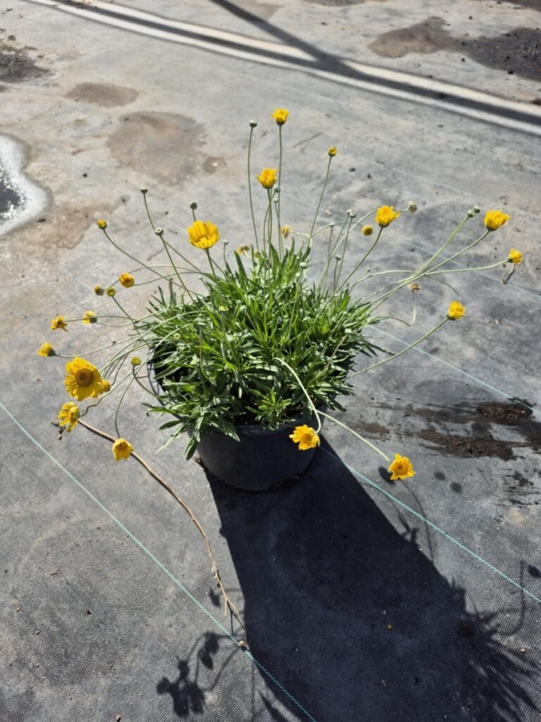 5G Angelita Daisy 2