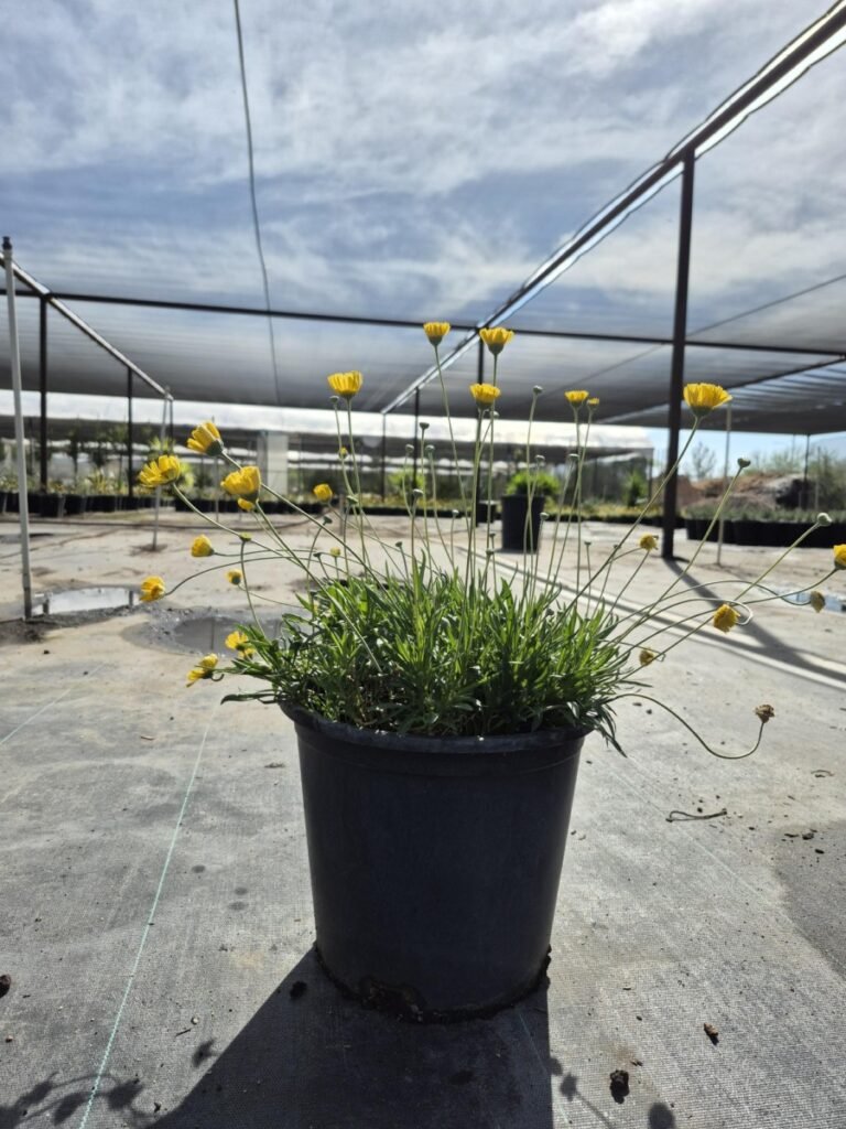 5G Angelita Daisy