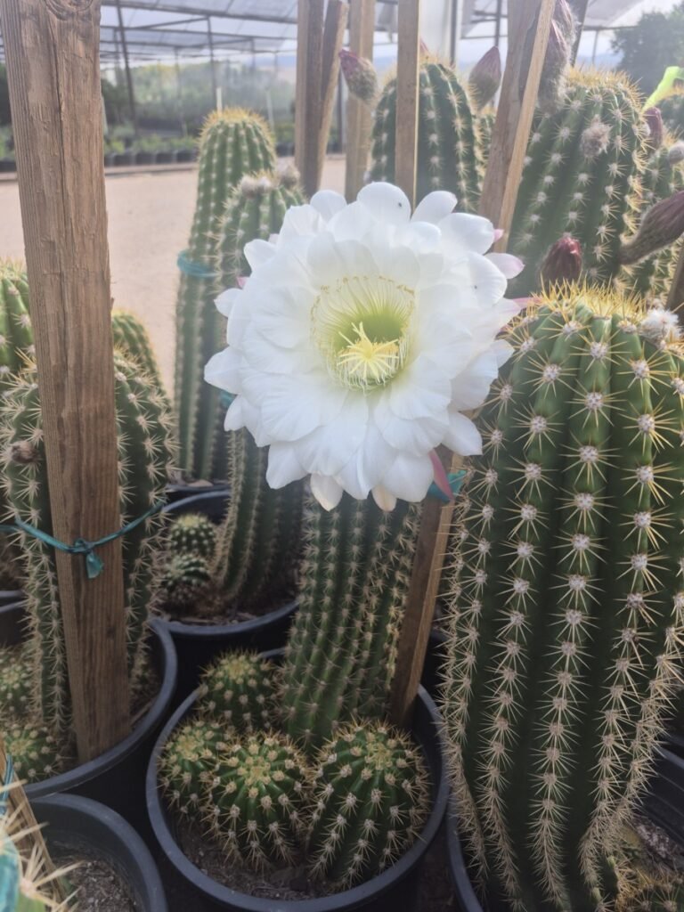 5G Argentine Giant