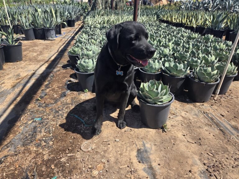 5G Artichoke Agave Sale