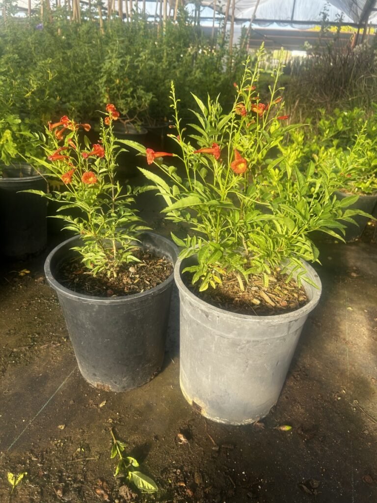 5G Bells Of Fire