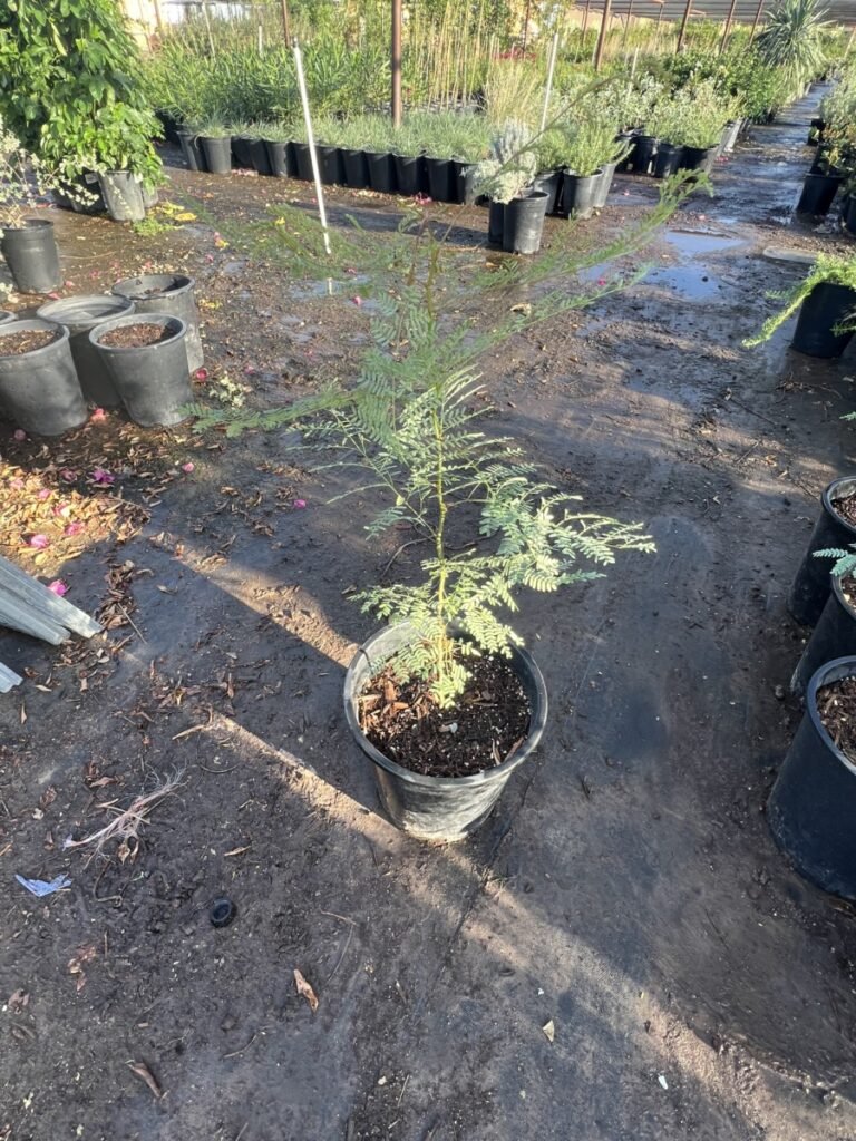 5G Caesalpinia Gillesii
