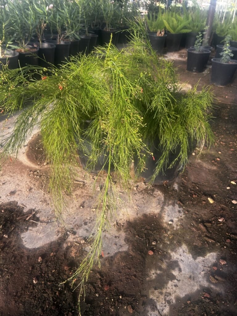 5G Coral Fountain Grass