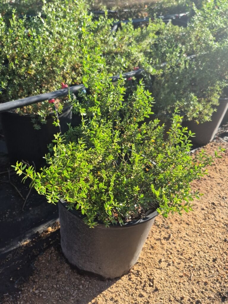5G Creosote Prm
