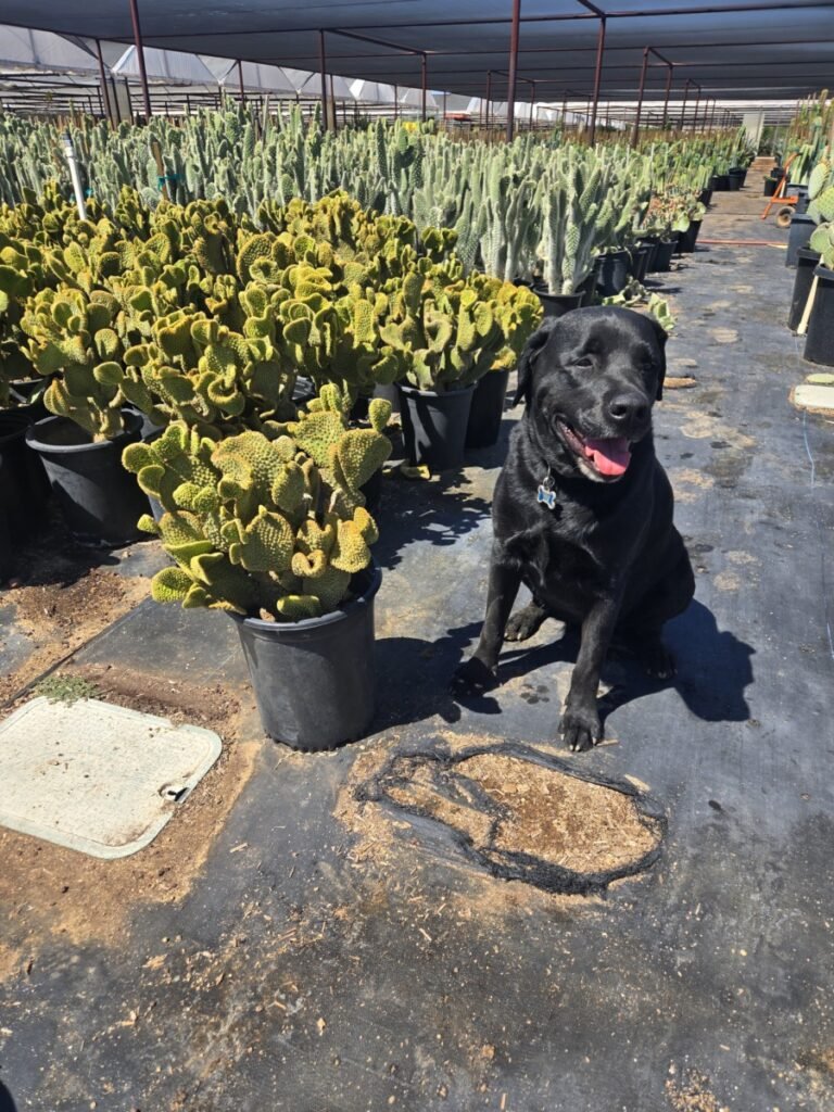5G Crested Prickly Pear Sale