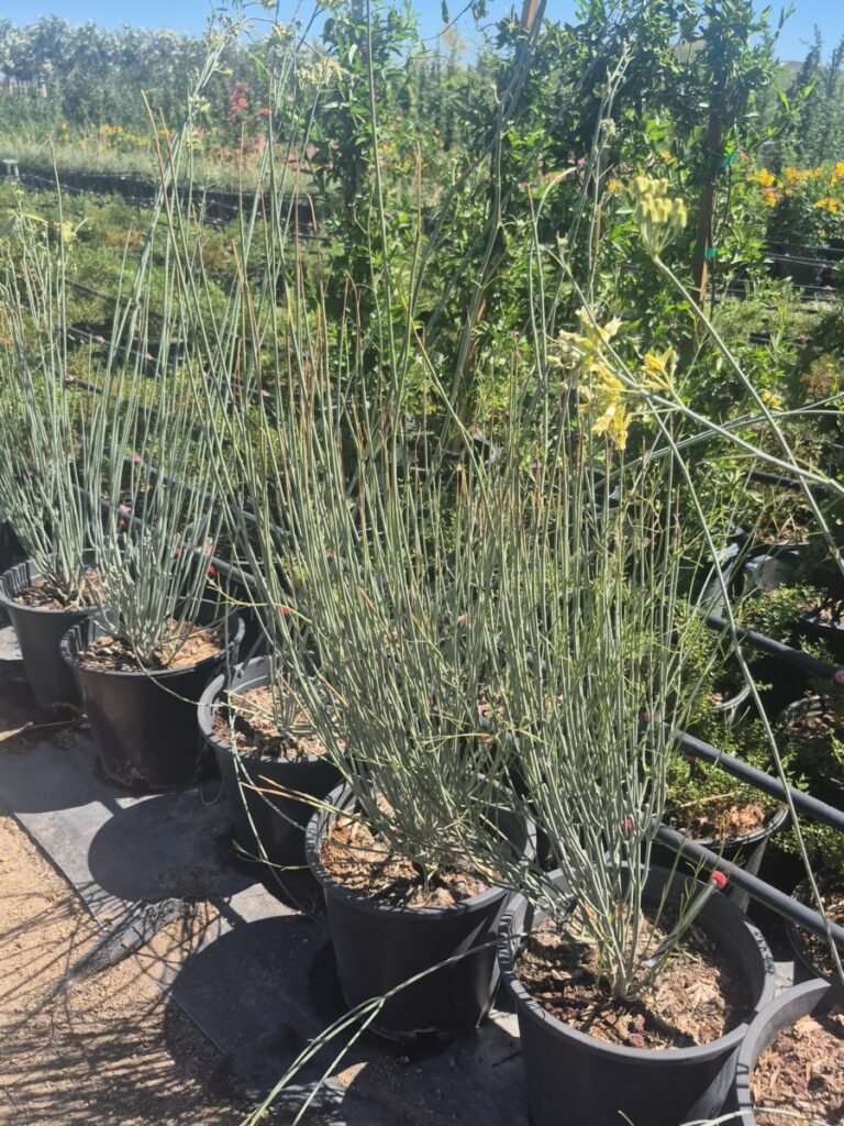 5G Desert Milkweed Prm