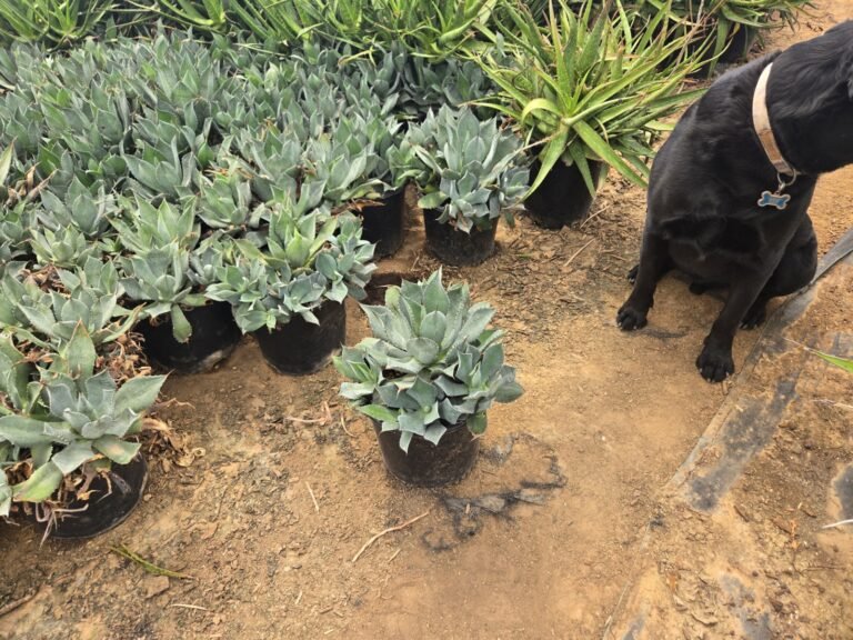 5G Desert Rose Agave 5G Sale