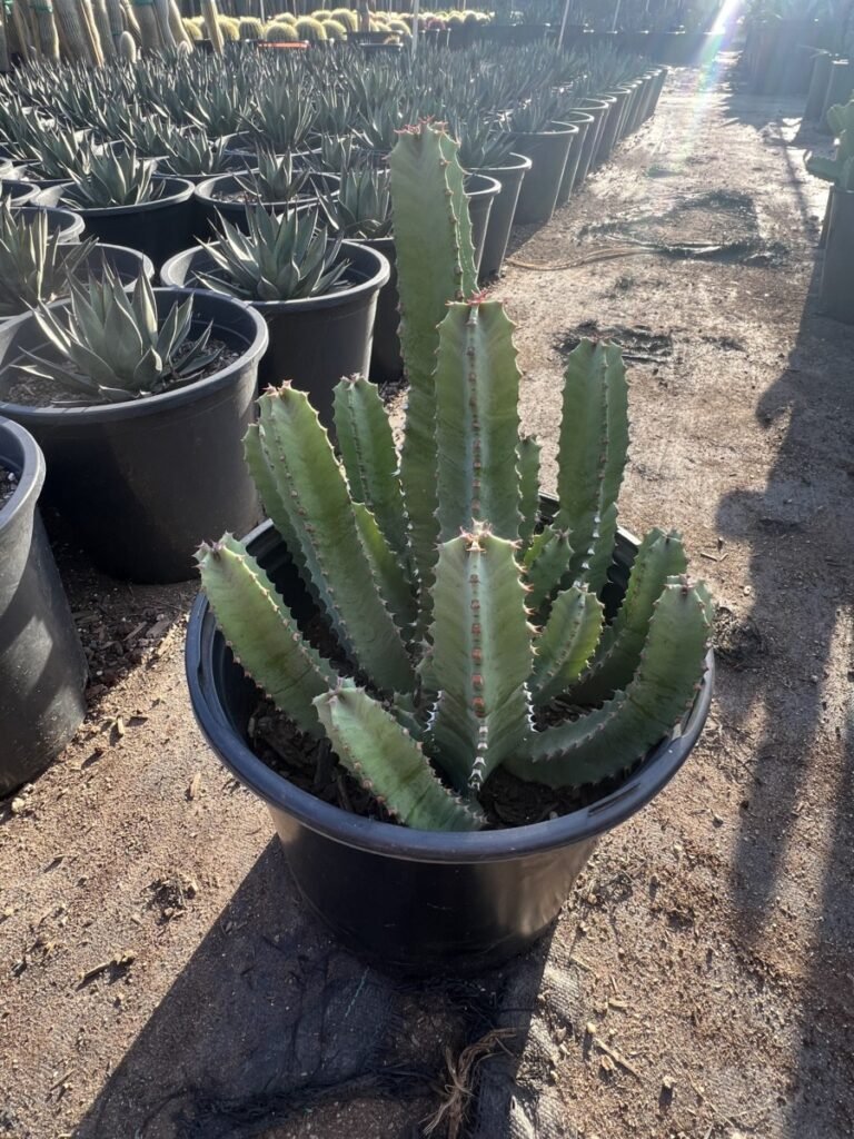 5G Euphorbia Resinifera