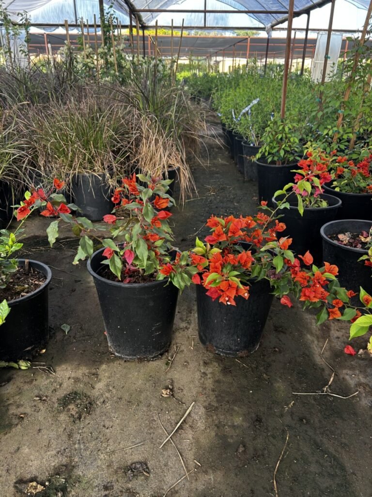 5G Flame Bougainvillea