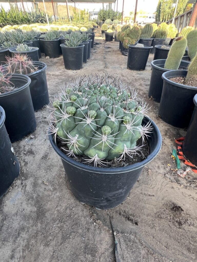5G Gymnocalycium Multiflorum