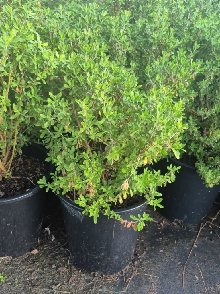 5G Heavenly Cloud Sage Sale