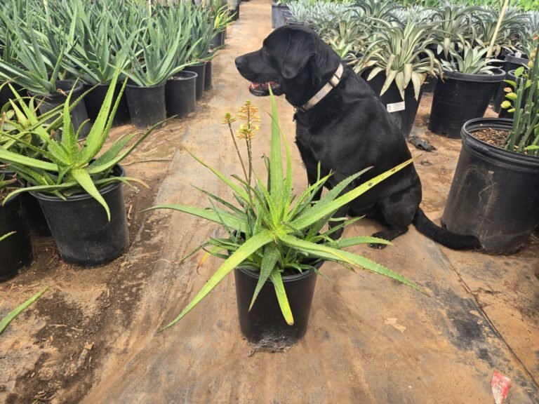 5G Little Gem Aloe Sale