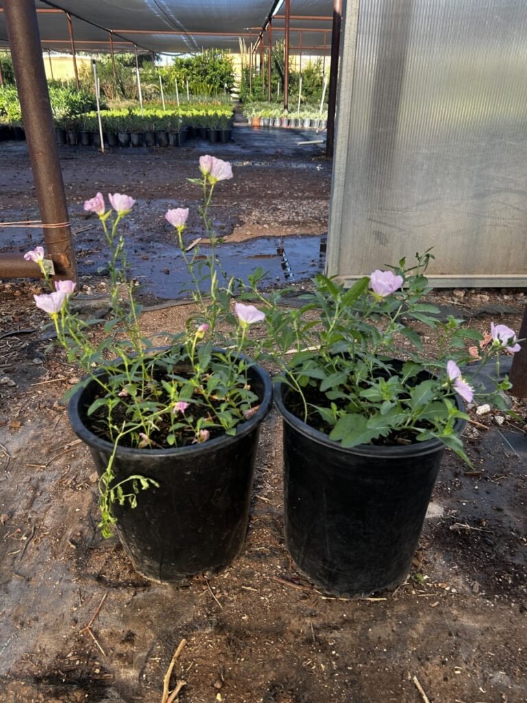 5G Mexican Evening Primrose