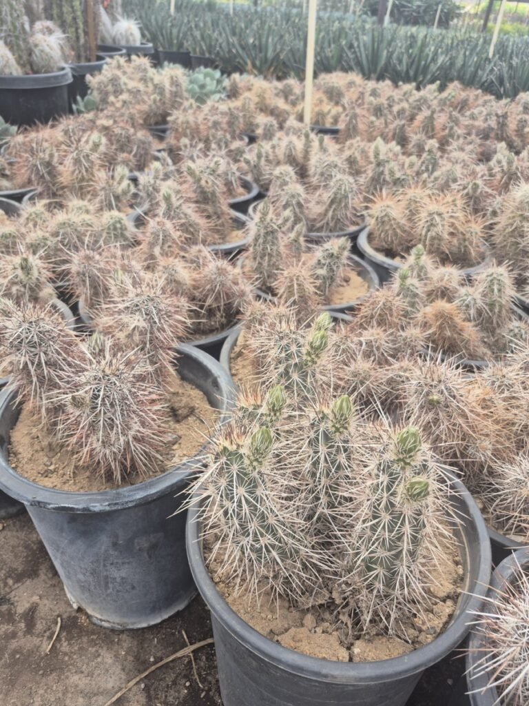 5G Native Hedgehog Prm