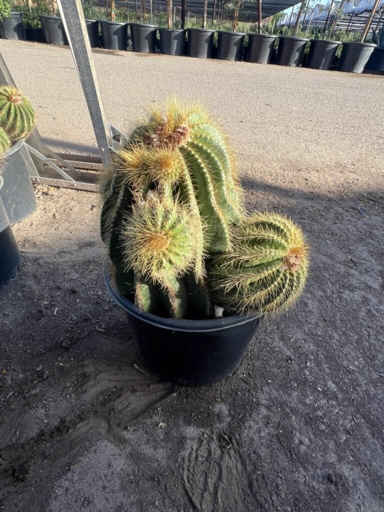5G Notocactus Magnificus