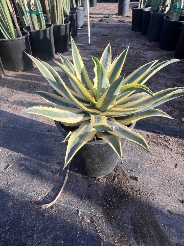 5G Quazimoto Agave Sale 2