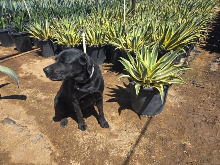 5G Quazimoto Agave Sale