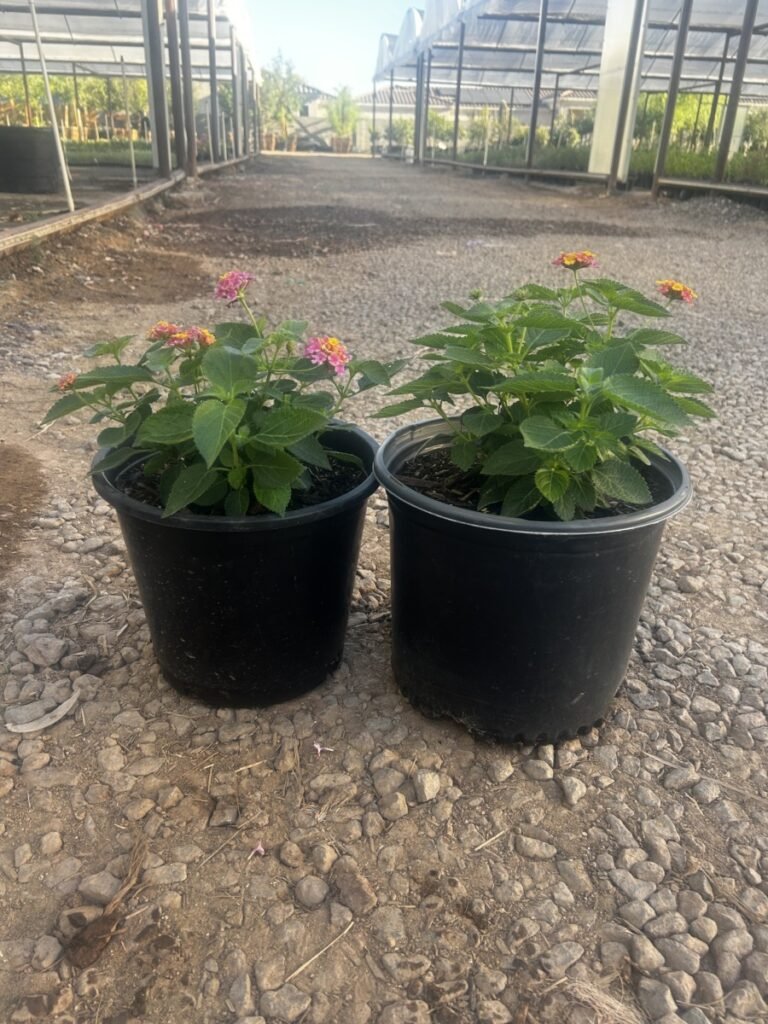 5G Rose Lantana
