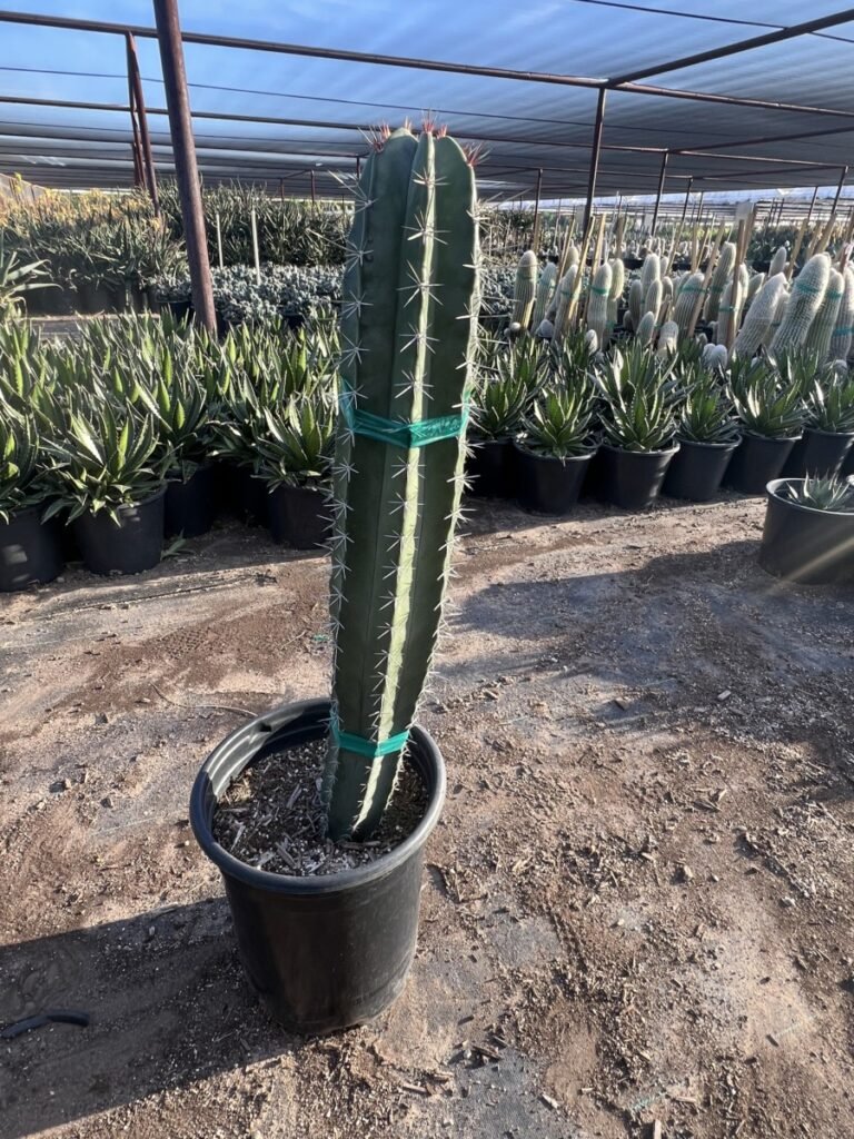 5G Stenocereus Pruinosum