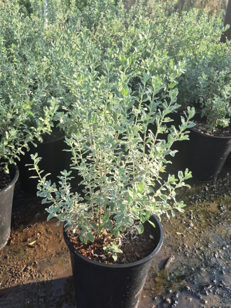 5G Texas Sage Compacta