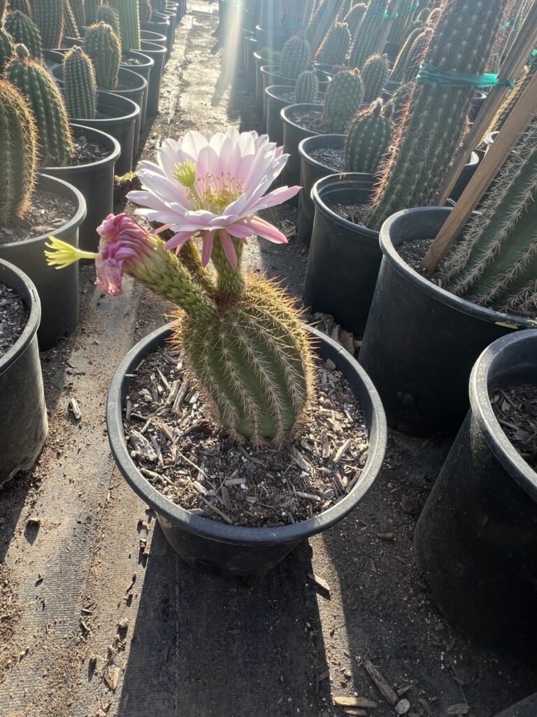 5G Trichocereus Grandiflorus