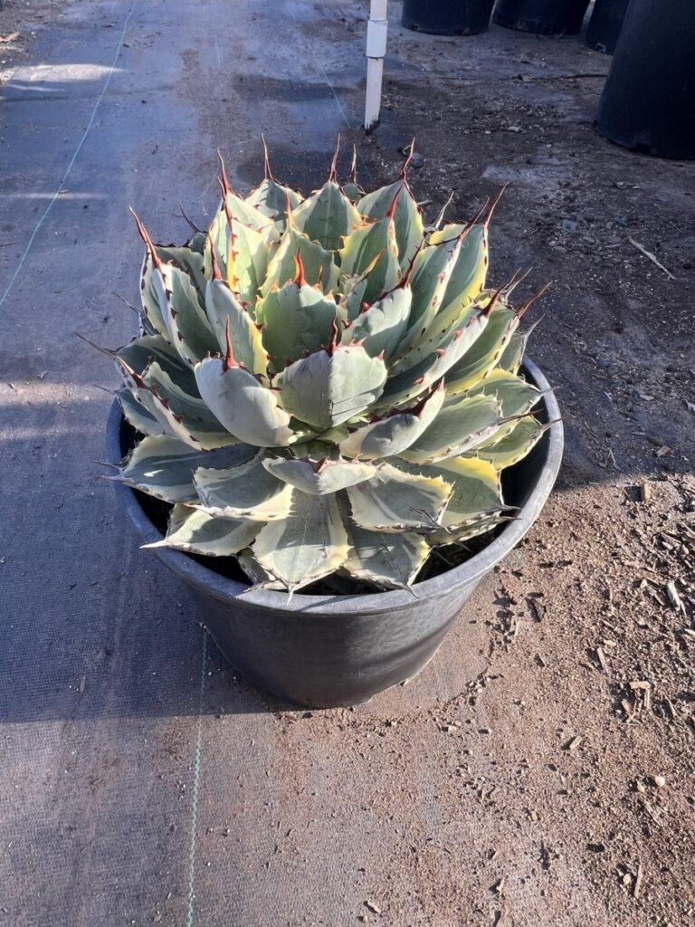 5G Variegated Dwarf Butterfly Agave Sale 2