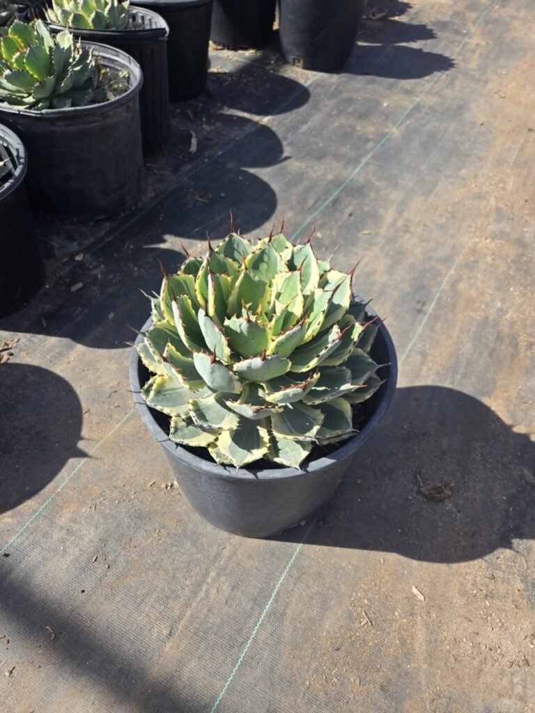5G Variegated Dwarf Butterfly Agave Sale