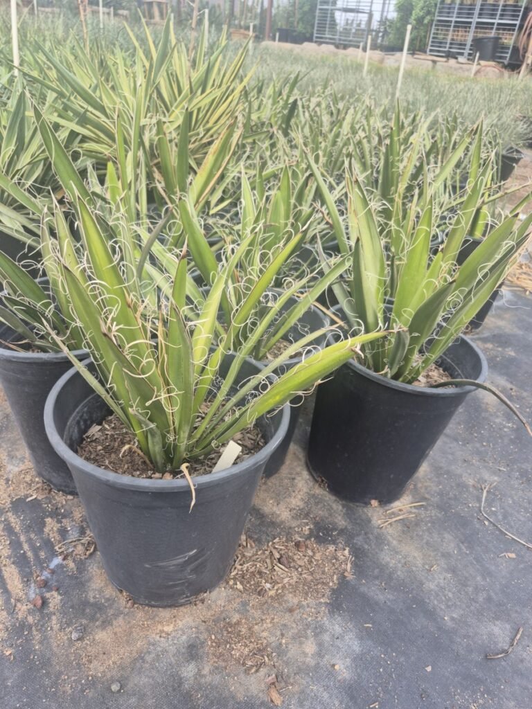5G Yucca Faxoniana