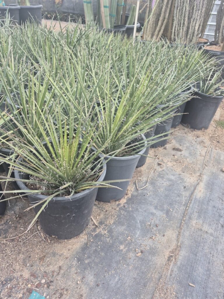5G Yucca Filifera