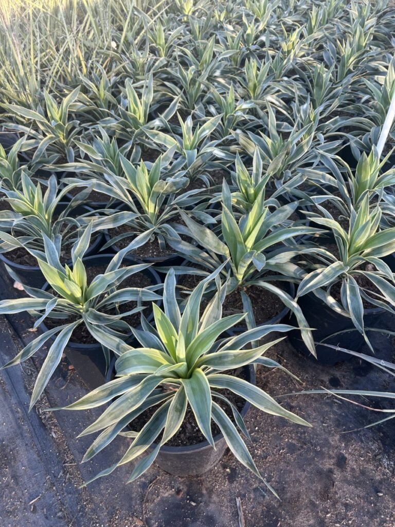 5G Yucca Rupicola Variegated