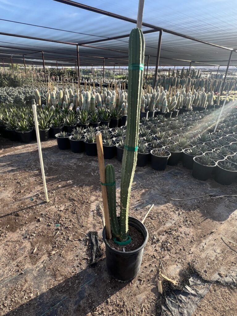 5G San Pedro